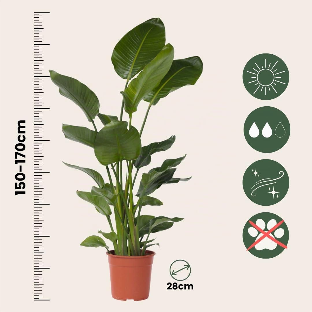 Plant in a Box - Pianta dell’Uccello del Paradiso - Strelitzia nicolai - Altezza 150-170cm - Vaso 28cm - Pianta d’appartamento tropicale - Foglie grandi e decorative