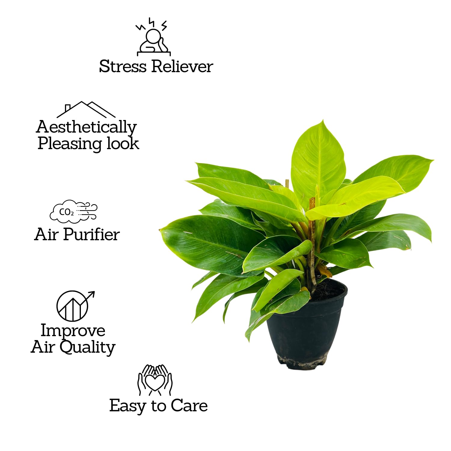Hug A Plant | Philodendron Moonlight | Moonshine Plant- Live Plant (Home &  Garden) : Amazon.in: Garden & Outdoors