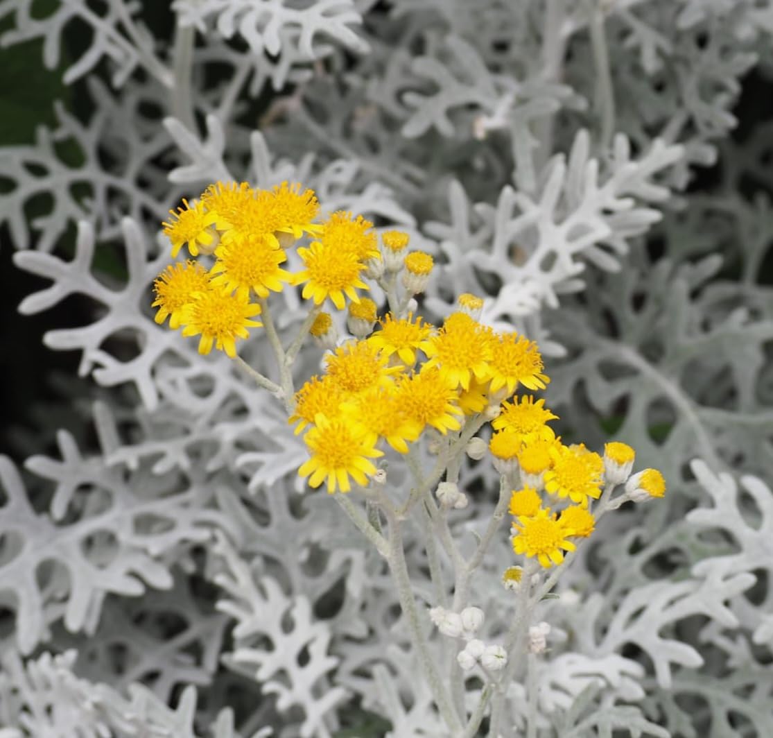 POWERS TO FLOWERS - CINERARIA MARITTIMA, 10 PIANTE, VASO 11CM DIAMETRO, piante vere