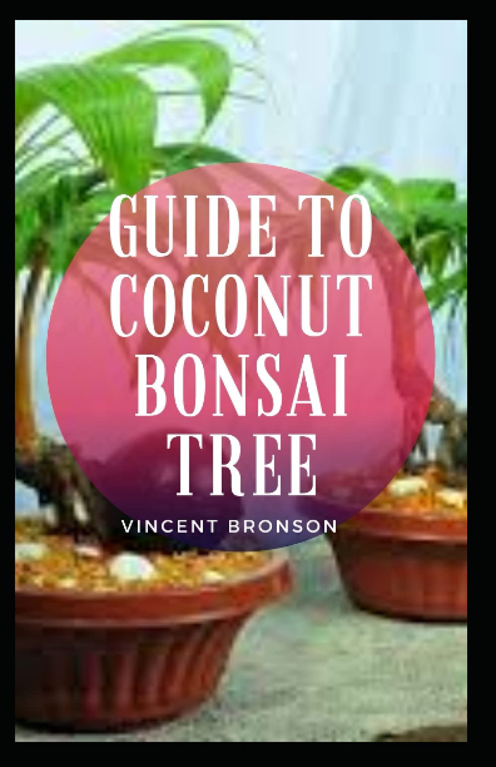 Buy Guide To Coconut Bonsai Tree As we all know that the palm tree is