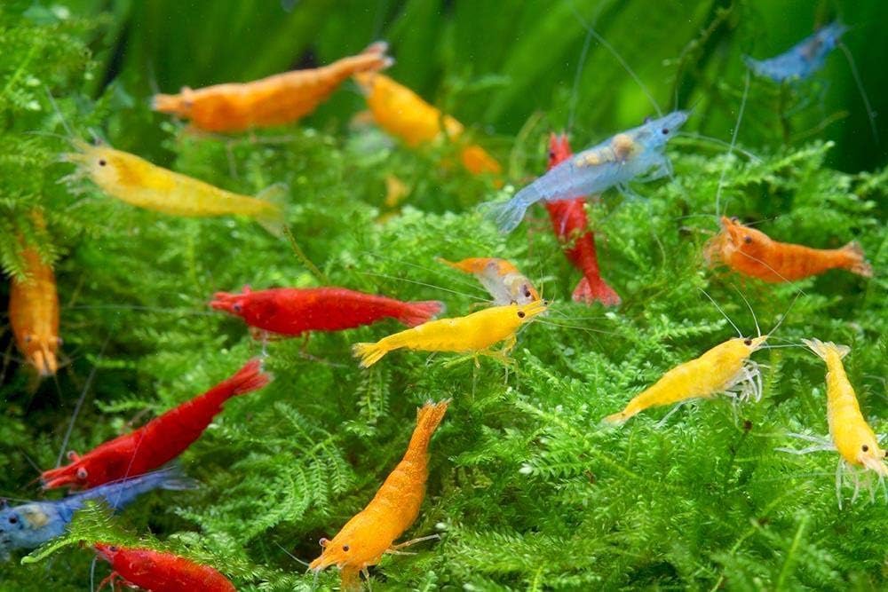 ShrimpRack™ 20 Mixed Color Neocaridina Live Freshwater Shrimps for Aquarium. Fully Mature Breeding Age. Live Arrival Guarantee (20 Mixed Color Shrimps)