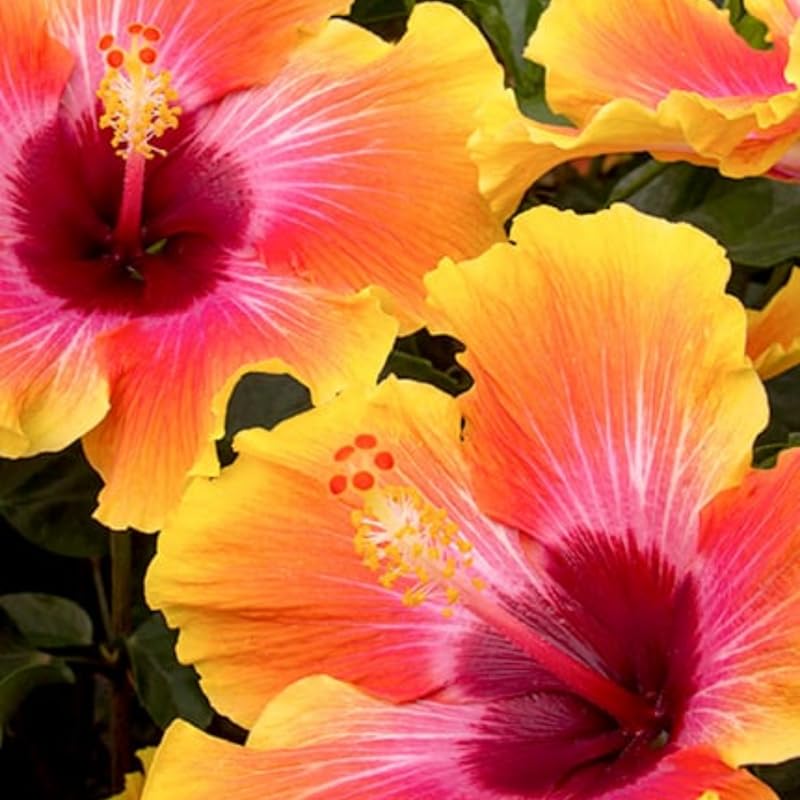 UIOTER Hibiscus Sunset Plant