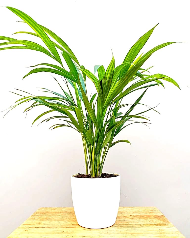 Indoor plants for living room big size,Areca palm (Pack of 2) (B0CXY7M473) Amazon Price History, Amazon Price Tracker