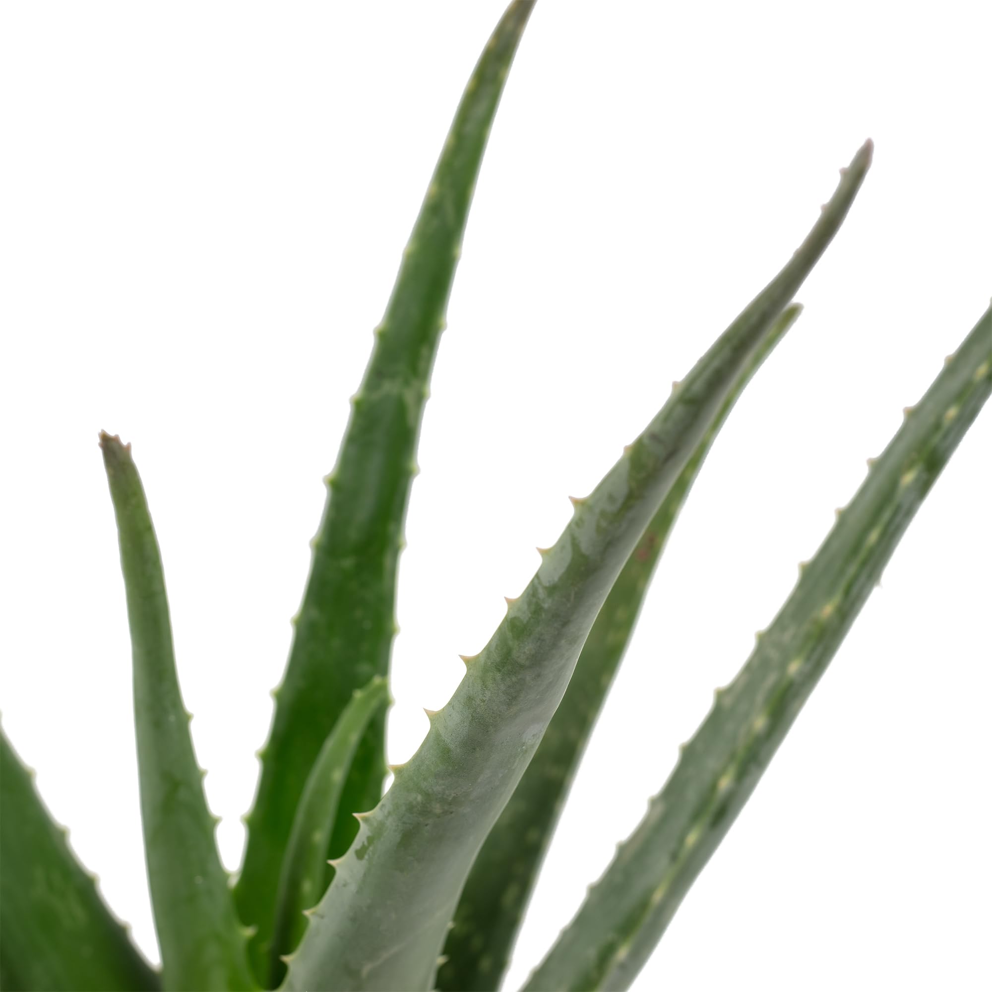 aloe vera face cream Aloe Vera Face Cream to Soothe & Heal Skin – Dr.Rashel main image 0