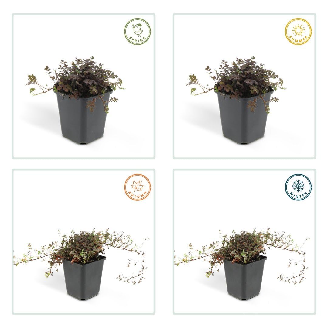 fargesia winter joy Jetzt Winterharter Bambus 'Winter Joy' online kaufen bei Bohlken  Pflanzenversand – Bohlken Pflanzenversand GbR main image 1