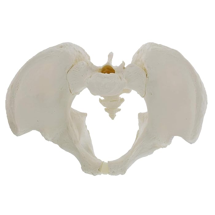 Buy MonMed Life Size Male Pelvis Model, Hip Model Male Anatomy Model