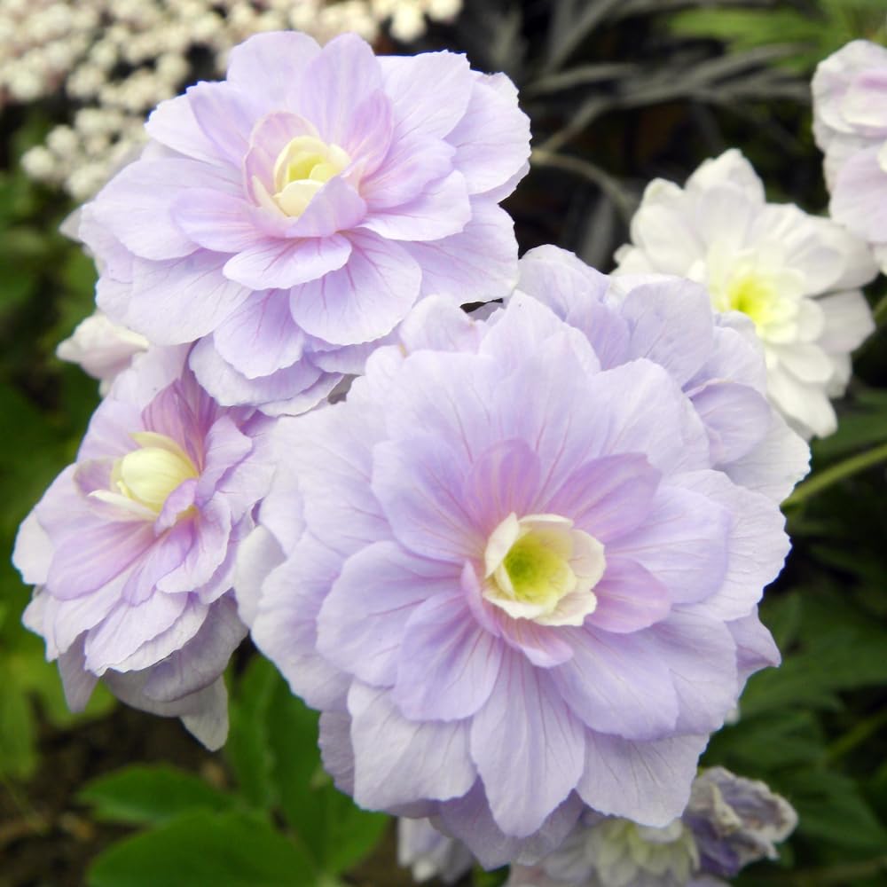 Hardy Geranium pratense 'Summer Skies' - Mauve-Pink Double Blooms for Cottage Gardens 2 Litre Pot x 1 by Thompson and Morgan