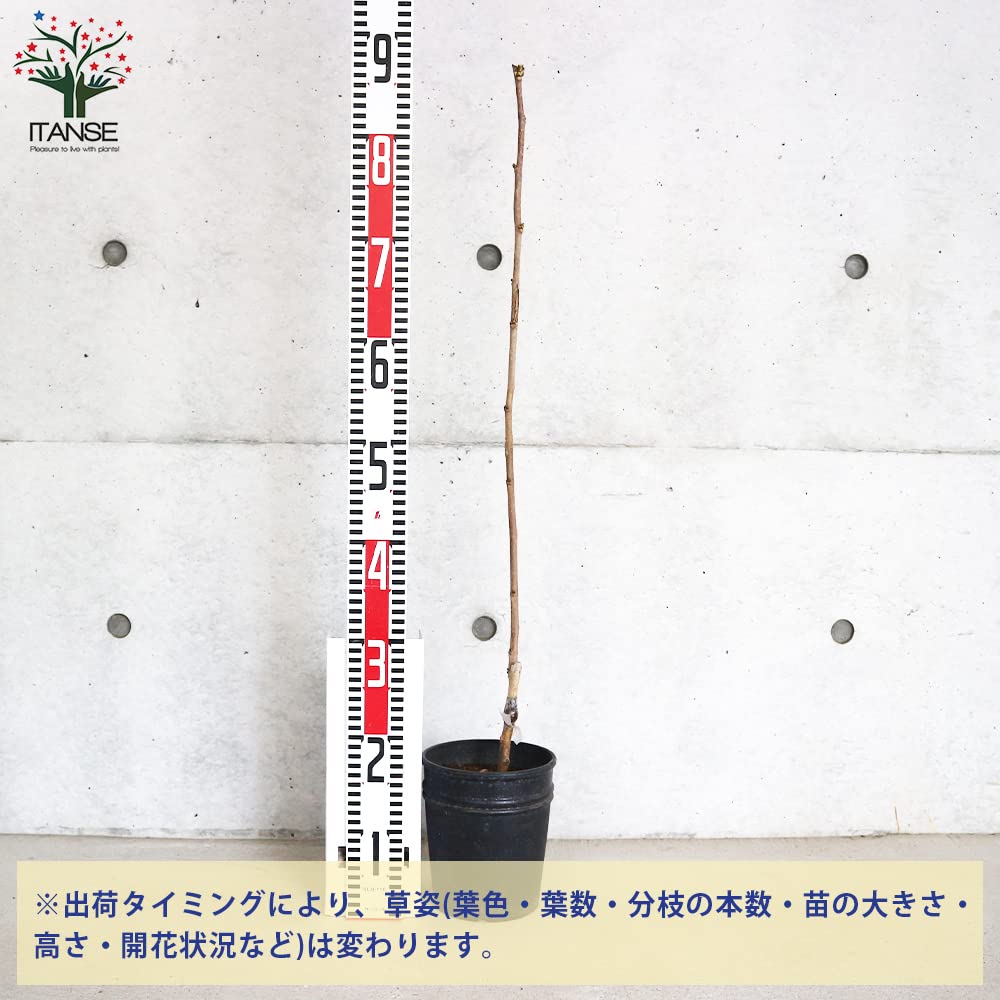 Amazon.co.jp: マルベリーの苗木 品種：USA No.13 接木5号ポット【品種