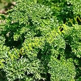 Petersilie mooskrause Kräuter Kräutersamen Petersiliensamen 1000 Samen von 'der-kleine-gaertner'