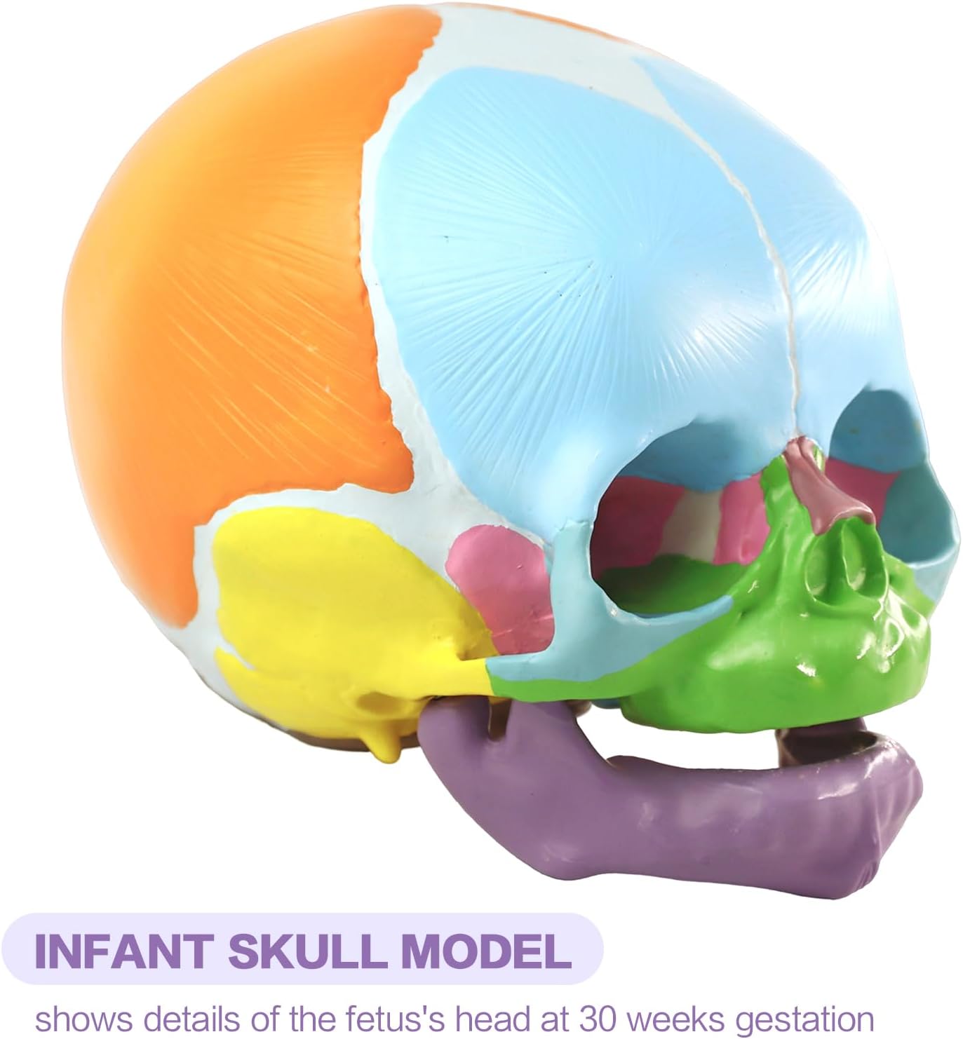 HADWYN 2026 New Life Size Human Infant Skull Model,Anatomy Fetus Brain Head，Baby Skull Model for Medical Teaching Learning, Learning Education Display Tool, Hand Painted