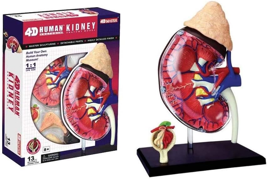 4D Master Human Anatomy Kidney Model Kit, One Color