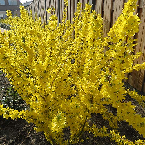 Forsythia X Intermedia The Best Amazon Price In Savemoney Es