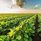 Outsidepride Soybean Seeds - 10 lbs High-Protein & High Yield Heirloom Variety Soy Beans, Ideal for Oil Processing, Forage, Animal Food Plots, & Wildlife Feed for Poultry & Other Farm Animals