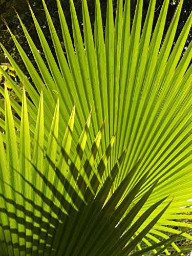 California Fan Palm | Tree Seed Grow Kit | The Jonsteen Company #TOP3