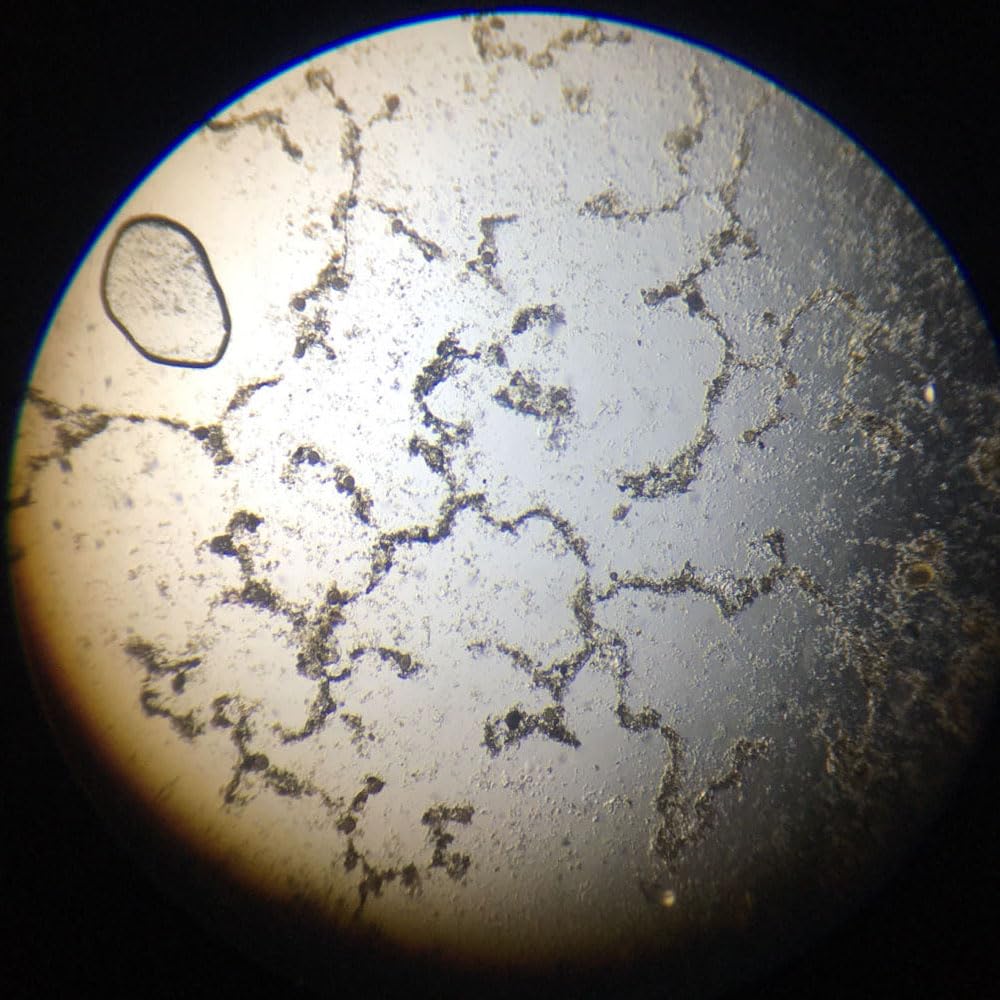 1 Piece Ascaris fertilized egg w.m Parasitology Prepared Slides wholesale supplier