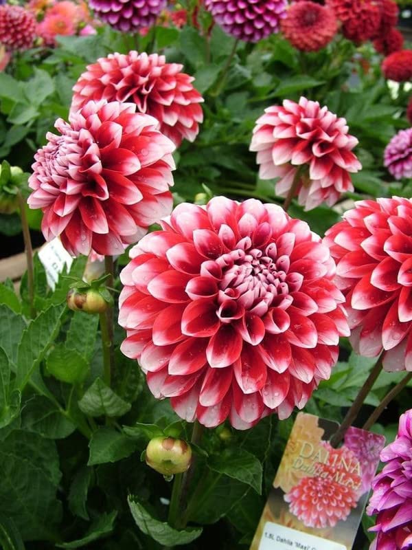 Imported Dahlia Flower Bulbs Red & white mix | Fragrant Flowers Planting Bulb For all season Outdoor And Indoor Gardening Pack of 1-image-47