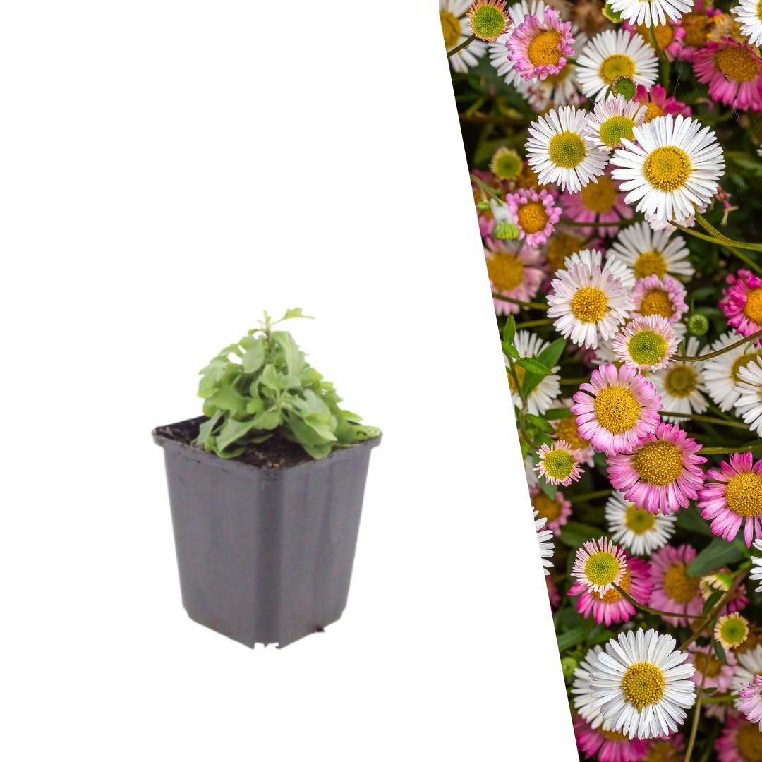 Plants by Frank Erigeron Karvinskianus, 24 plantes de vergerette, Ø 9 cm