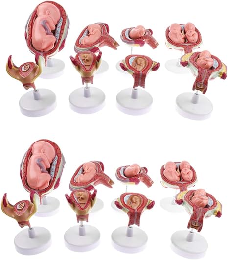 Amazon N A 胎児モデル 妊娠胎児モデル 生物学 解剖学 胎児発達説明 実験室用品 科学玩具 学習玩具 教育ツール 生物 動物 人体 おもちゃ