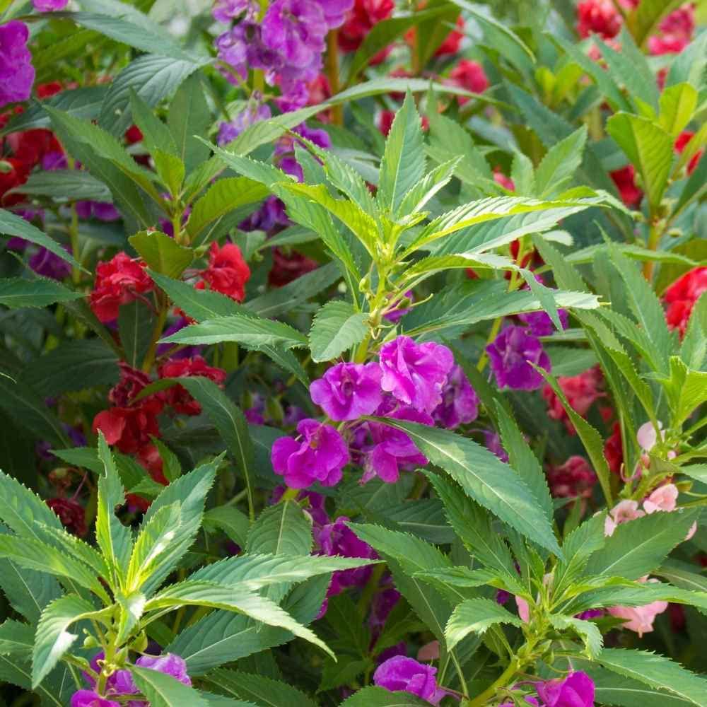 M-Tech Gardens Rare Balsam " Tom Thumb Mix " Exotic 30 Seeds for Growing (B0BPBJ6DP3) Amazon Price History, Amazon Price Tracker