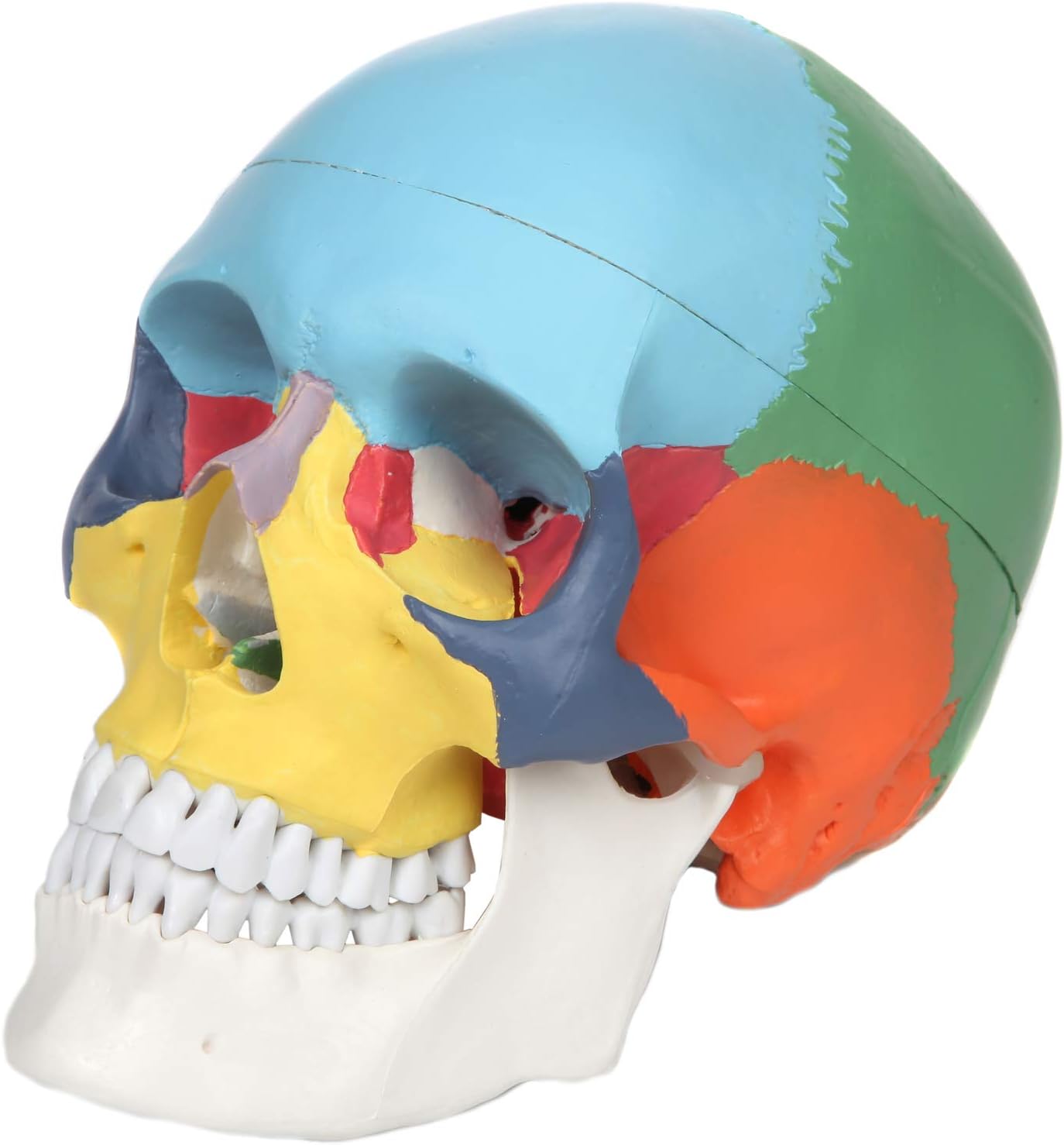Axis Scientific 3-Part Didactic Human Skull Model, Life Size Painted Medical Anatomical Skull Model Cast from Natural Specimen, Includes Detailed Product Manual and 3 Year Warranty