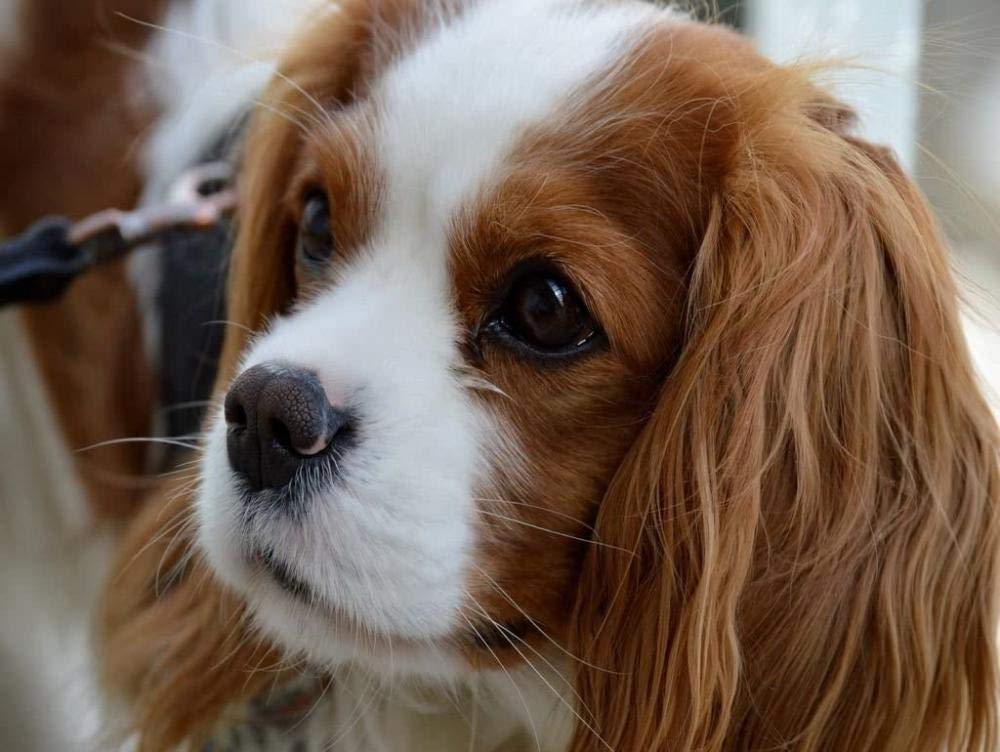 Puzzle Cavalier King Charles Spaniel 1000 pieces, Friends 38x52CM