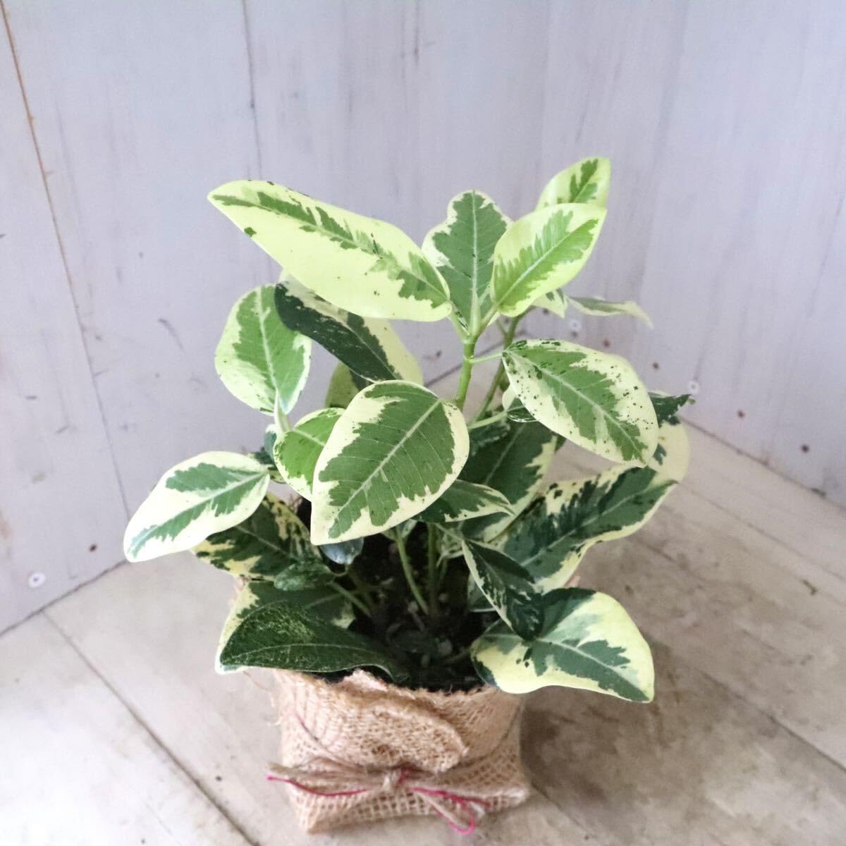 Amazon｜斑入り フランスゴムの木 ルビギノーサ 観葉植物｜観葉植物