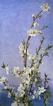 Blossom II Poster Print by Sophie Anderson 24 x 48