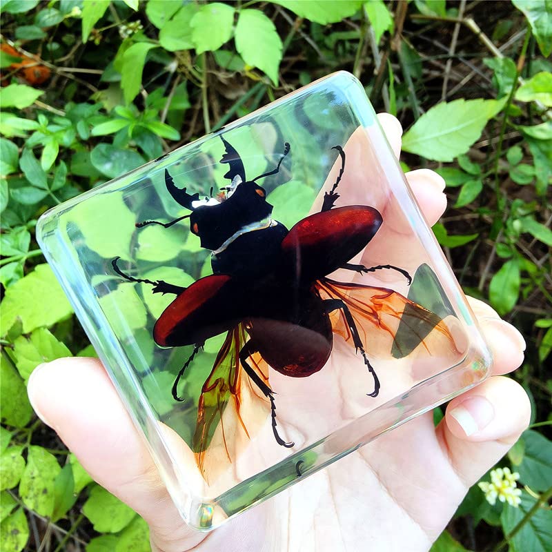 Resin Bugs for Kids,Insect Specimen Paperweight,Nature Specimen,Insects in Resin, Small Animal specimens, Science Classroom Specimens for Bioscience
