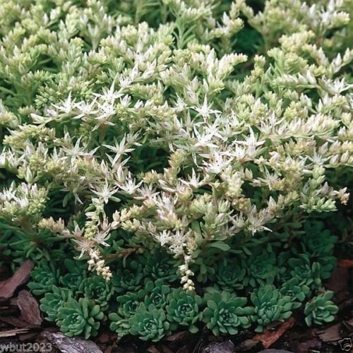 Sedum Glaucophyllum Seeds ‘Silver Frost’ (200 Seeds) a.K.a Cliff Stonecrop