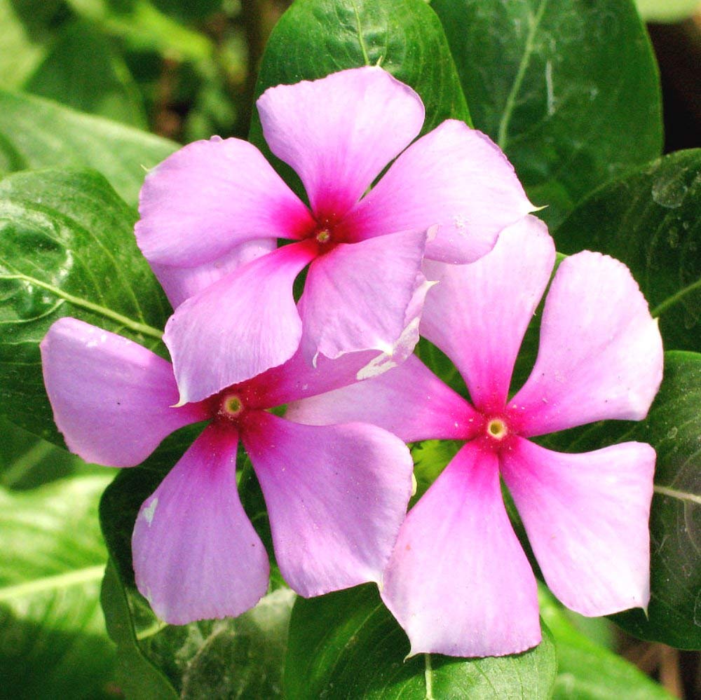 Indiana Herbalife Indiana Madagascar Periwinkle Rosy Periwinkle Vinca Catharanthus Roseus Billa Ganneru Nayan Tora Sadabahar Nityapushpa Nayantara Sadaphuli Shavam Naari Baramasi(Color-Pink)Live Plant (B08FFZ3SM2) Amazon Price History, Amazon Price Tracker