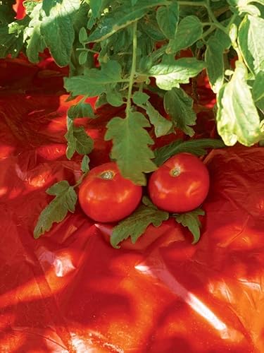 Gardeners Supply Company - Mantillo de tomate rojo  Aumenta la cosecha de tomate hasta un 20 %  Estimula el crecimiento de las plantas de tomate y disponible en Yaxa Colombia