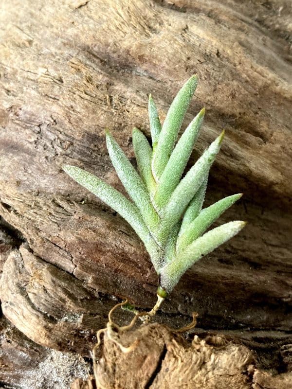 Amazon.co.jp: Frontier Plantsチランジア カピラリス ローズフラワー