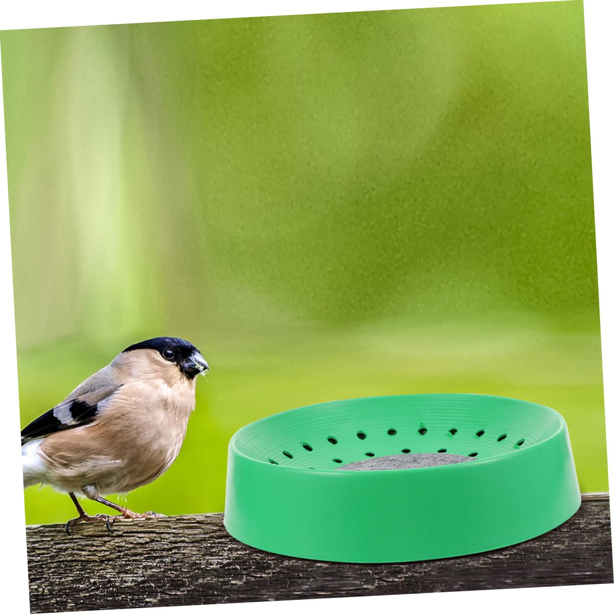 BESTonZON 10 Pezzi Nido per Piccioni in Plastica Lavabile Fondo a Rete Piccolo Accessori per Gabbia Uccelli per Allevamento in Zoo e Negozio di Animali