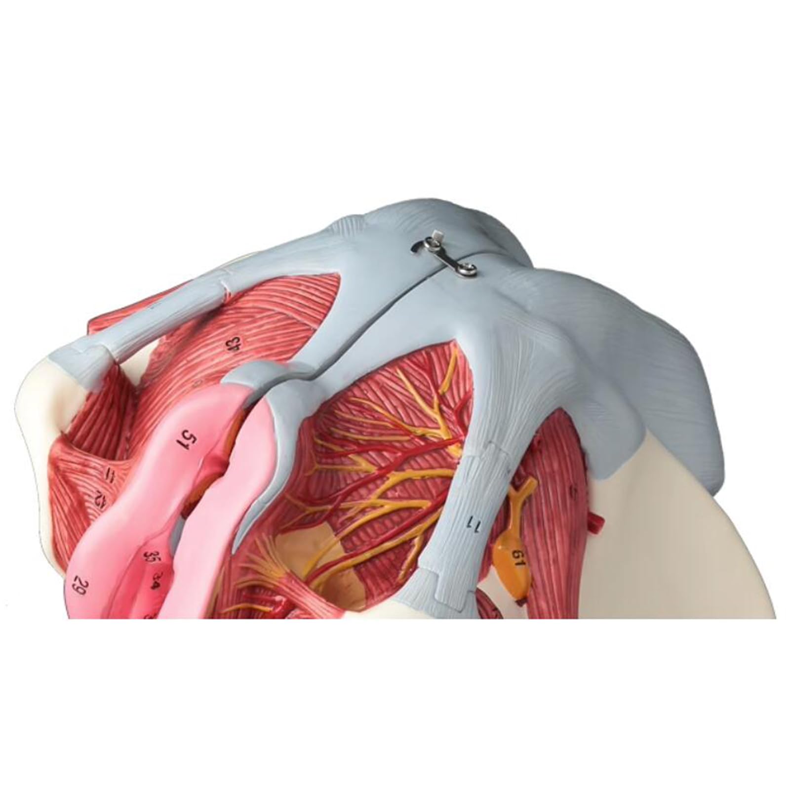 Modello di Bacino Femminile con Nervo Vascolare - Modello Educativo di cavità Pelvica Femminile - per L'insegnamento E L'apprendimento Medico, Forniture di Laboratorio