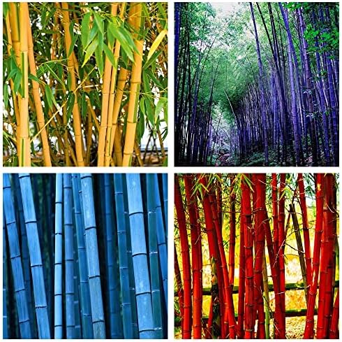 200+ Giant Bamboo Seeds for Planting Outdoors, 4 Colors, Privacy Screen Good for Environment Shade - Landscaping -Tolerant Home Decor Landscaping, Fast Growing