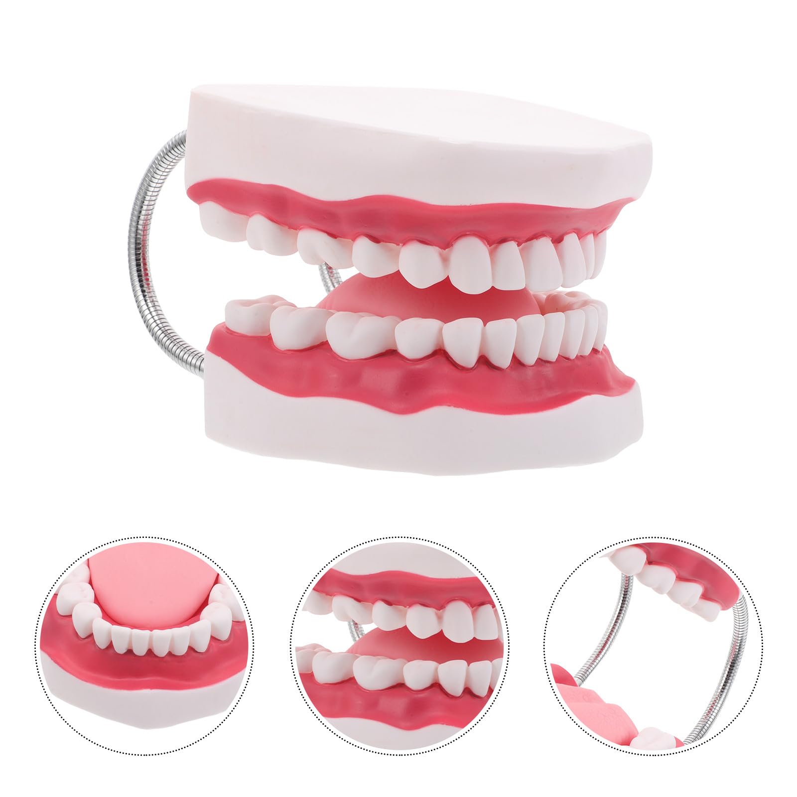 NUOBESTY Modello Di Denti Con Gengive e Lingua Per Formazione Odontoiatrica Modello Di Pratica Per Ragazza Di Denti Per Insegnamento Ortodontico
