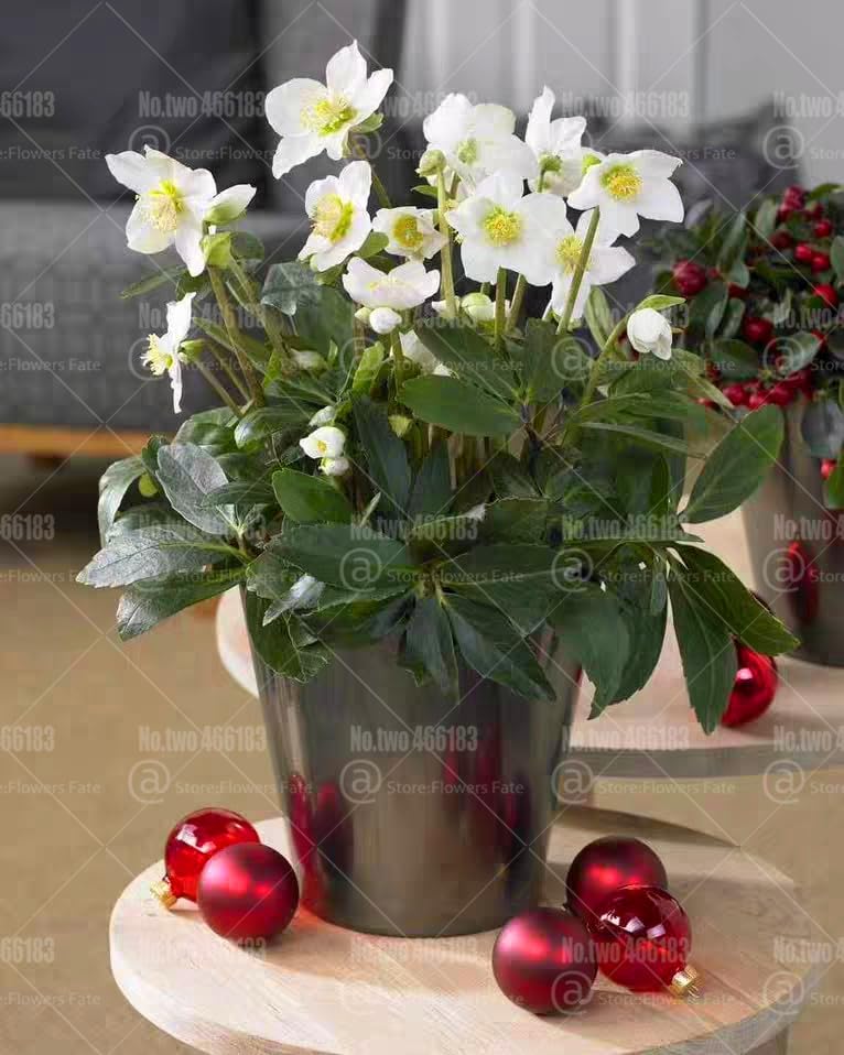 100pcs Helleborus niger Seed flowers Christmas rose flower Cold