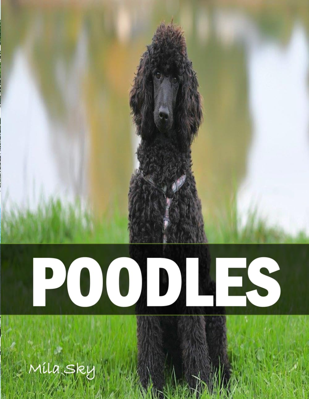 Poodles: A Coffee Table Photo Book for Animal Lovers