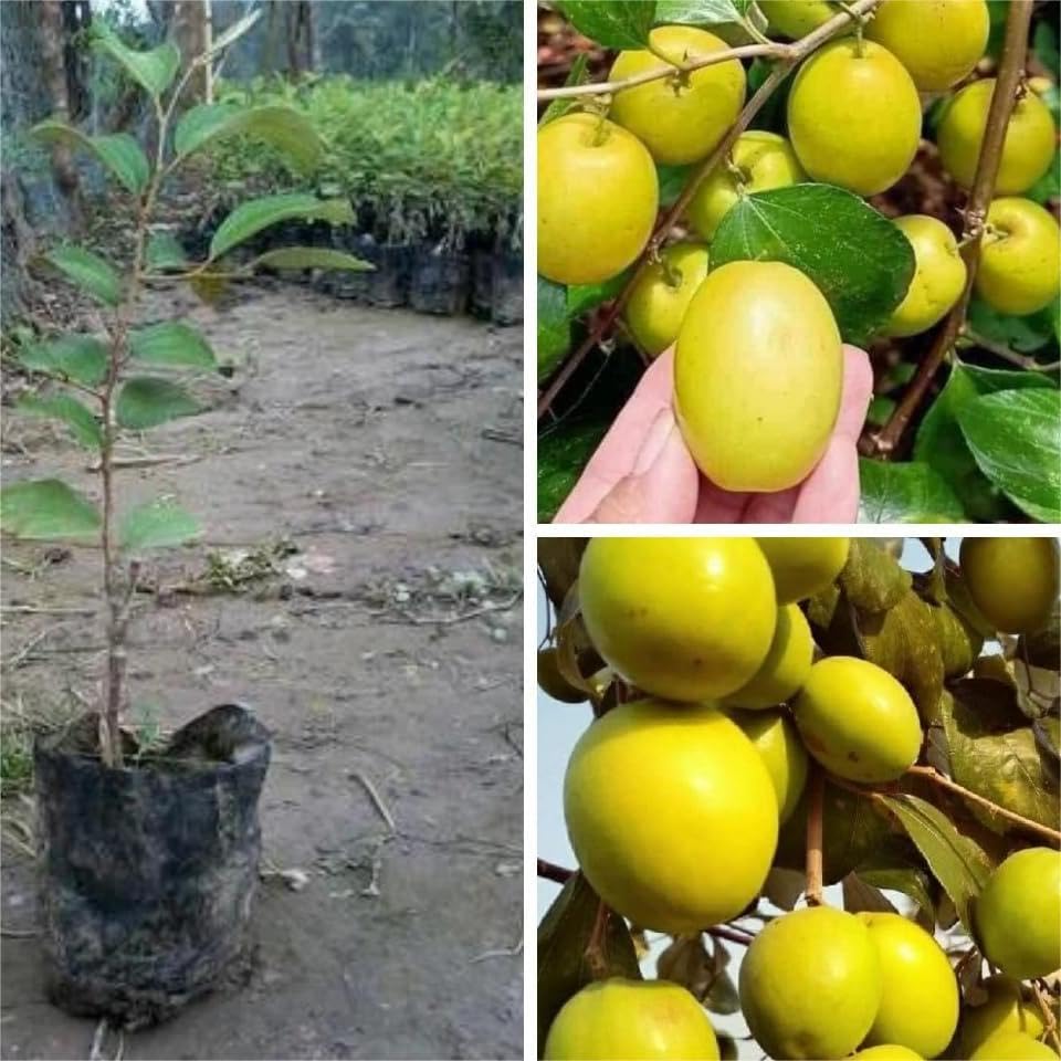 Ball Sundari Apple Ber Indian Jujube Kul Grafted Fruit Live Plant (Height 1.2 Feet) Sweet and Juicy, Apple-Like Flavor Healthy-image-33