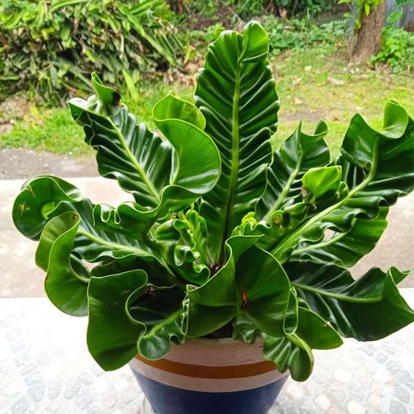 UGALOO Cobra Fern Plant - Medium Size (B0CWY8J51G) Amazon Price History, Amazon Price Tracker