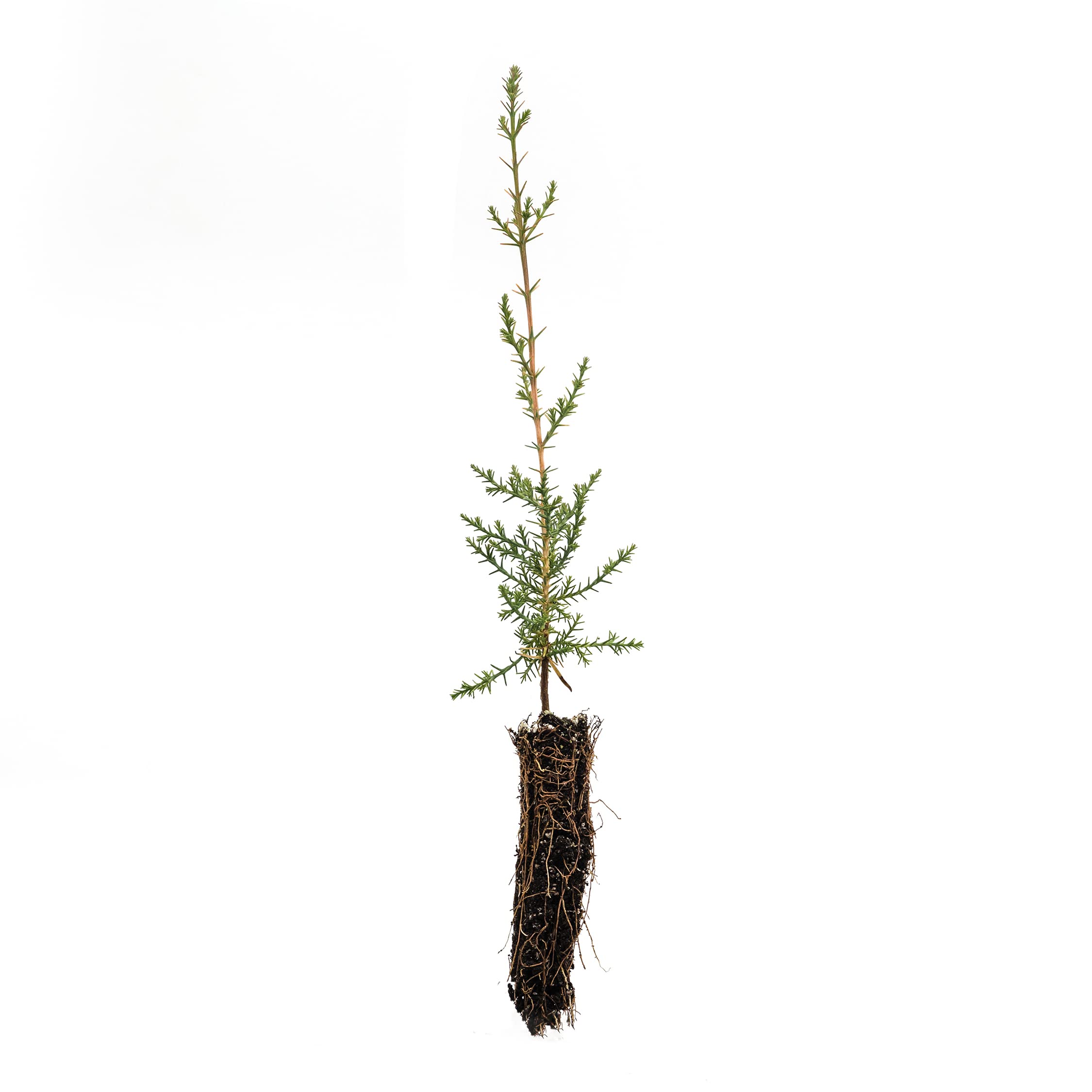 Italian Cypress | Small Tree Seedling | The Jonsteen Company