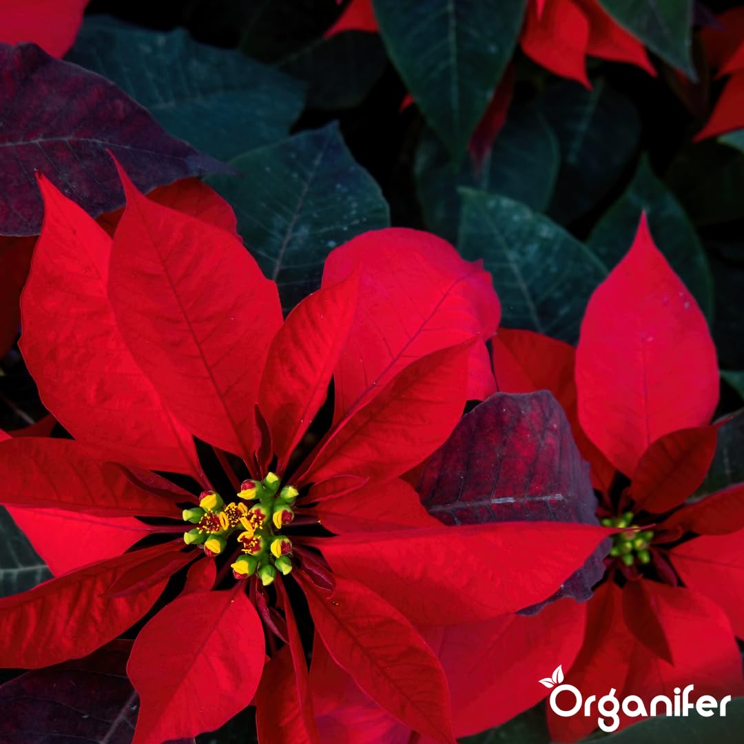 Poinsettia Nawóz Organiczny Do Kwiatów - 5x1L - NPK 2-1-8 | Zdrowe Liście - Silne Korzenie I Wysoka Plonność - Organifer