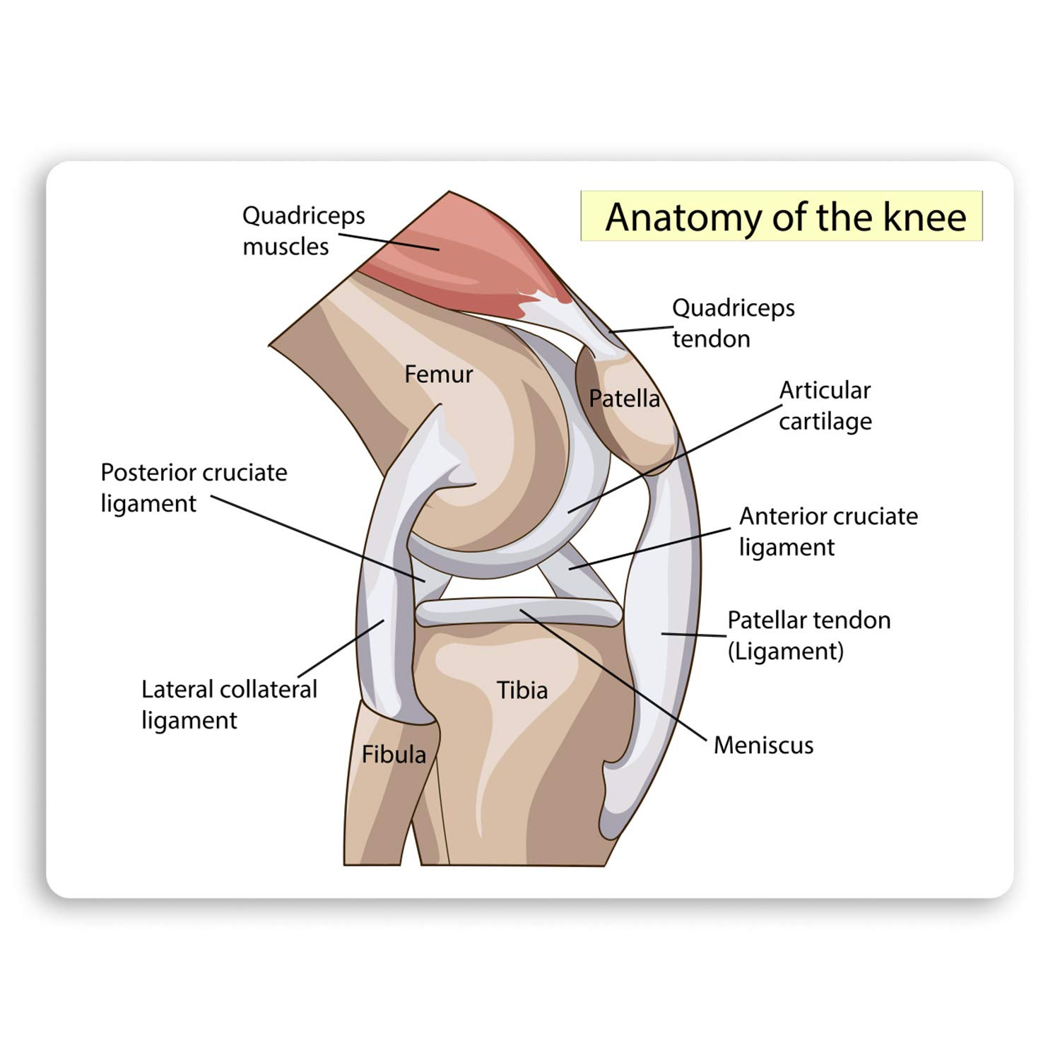 Destination Vinyl Ltd Multi 2 X 10Cm Knee Diagram Vinyl Stickers - Doctor Biology Science Sticker #34409 (10Cm Wide)