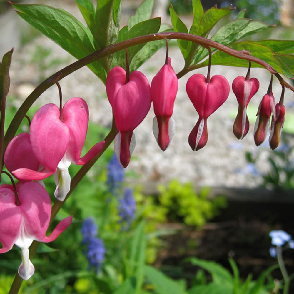 Dicentra Spectabilis – Perennial – Summer Flowering Bulb – for Your Beautiful Garden (1 x Dicentra spectabilis Pink)