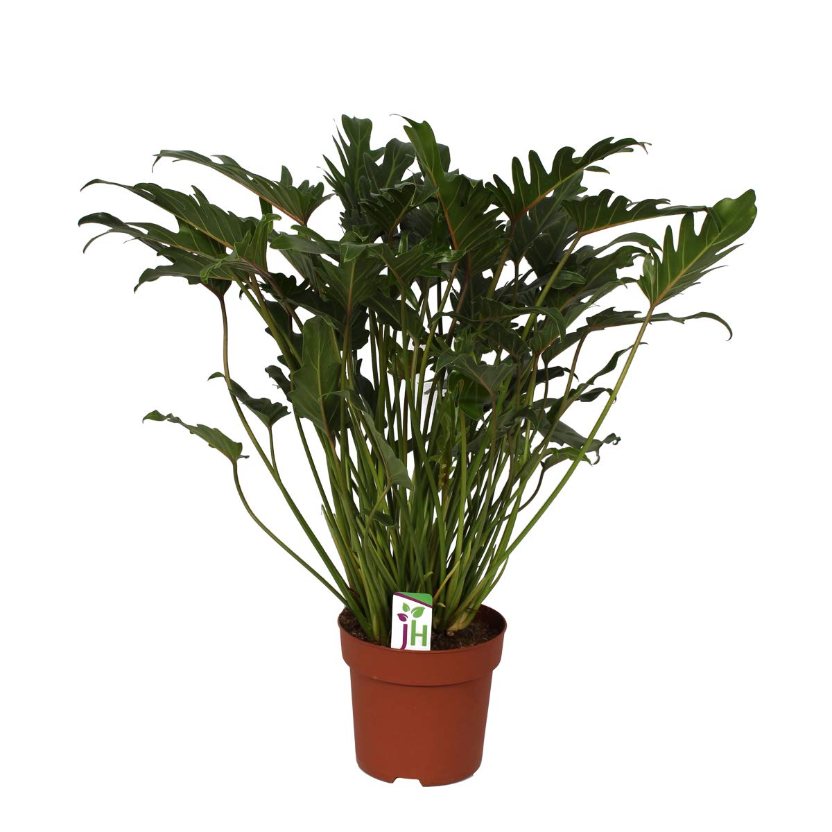 Exotenherz - Philodendron Xanadu w doniczce 21 cm, wysokość całkowita ok. 65 cm