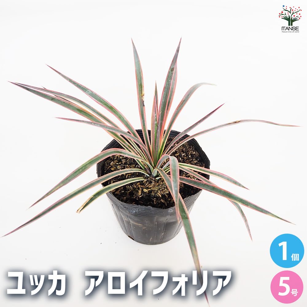Amazon｜ユッカ アロイフォリア 5号 1個売り【品種で選べる観葉植物