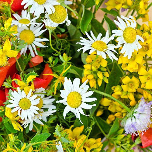 Dryland Wildflower Mix Alternate Lot Image
