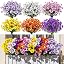 6 Color Pansy