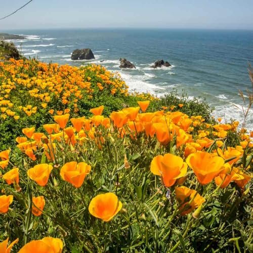 Outsidepride Eschscholzia Orange California Poppy Seeds - 5000 Pcs Annual, Native, Drought Tolerant...