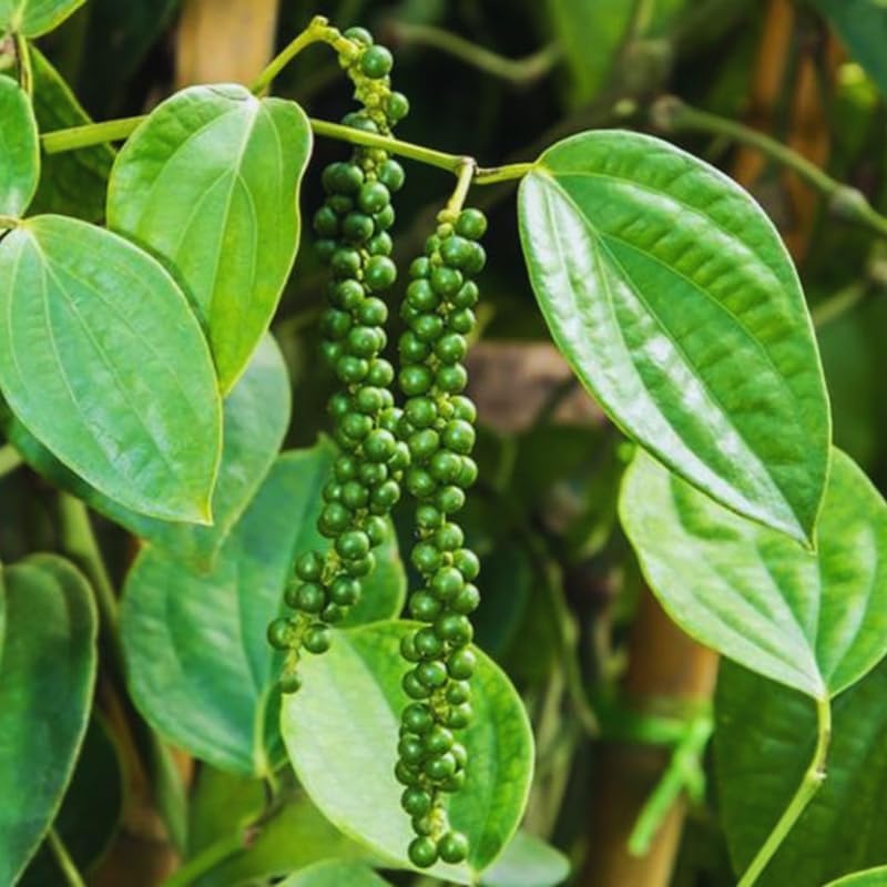 2 Live Piper Nigrum Plants, 4 to 6 Inc Long, Black Pepper Plant Live, Live Pepper Plant, Black Pepper Tree Live Plant, Black Pepper Well Rooted for Garden, Ready to Plant